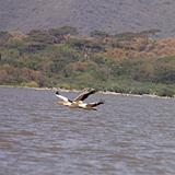 Ethiopia - Lago Chamo - Pellicani - 11